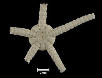 Media type: image;   Invertebrate Zoology OPH-333 Description: Underside view of single ophiuroid specimen with a scale bar.;  Aspect: ventral